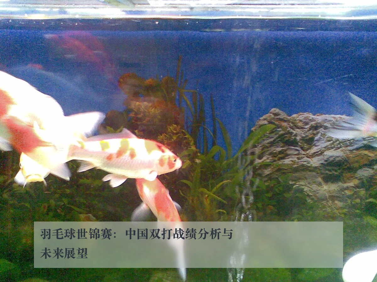 羽毛球世锦赛：中国双打战绩分析与未来展望